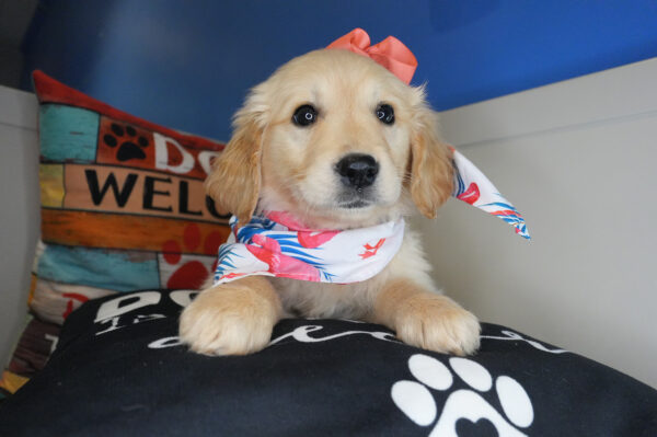 Brisa Golden Retriever 01