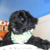 Bytownite Yorkiepoo 01