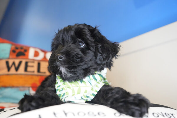 Bytownite Yorkiepoo 01