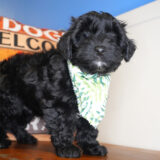 Bytownite Yorkiepoo 02