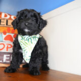 Bytownite Yorkiepoo 03