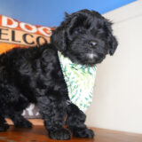 Bytownite Yorkiepoo 04