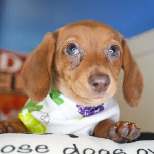 Caesar Miniature Dachshund 01