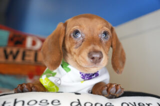 Caesar Miniature Dachshund 01