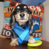 Calabash Miniature Dachshund 03