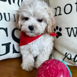 Calvin Maltipoo 01