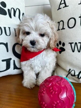 Calvin Maltipoo 01