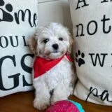 Calvin Maltipoo 02