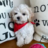 Calvin Maltipoo 03