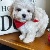 Calvin Maltipoo 04