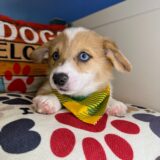 Carver - Pembroke Welsh Corgi 02