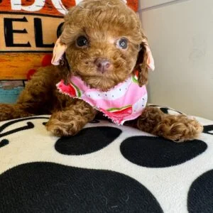 Cat Miniature Poodle 01