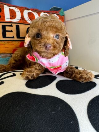 Cat Miniature Poodle 01