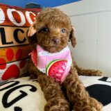 Cat Miniature Poodle 02