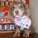 Chana Miniature Dachshund 01