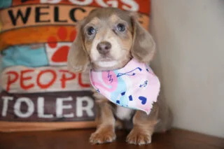 Chana Miniature Dachshund 01