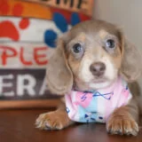 Chana Miniature Dachshund 03