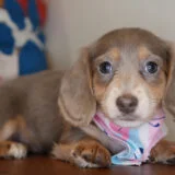 Chana Miniature Dachshund 04