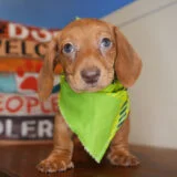 Chard Miniature Dachshund 01