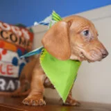 Chard Miniature Dachshund 03