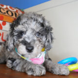 Claressa Goldendoodle 01