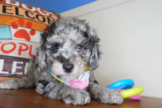 Claressa Goldendoodle 01