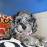 Claressa Goldendoodle 02