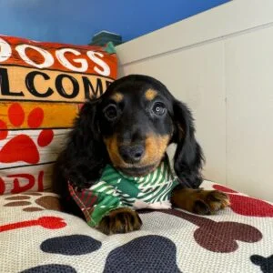 Coda - Miniature Dachshund 01