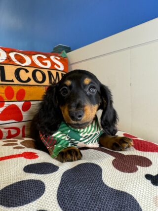 Coda - Miniature Dachshund 01