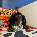 Coda - Miniature Dachshund 02