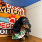 Coda - Miniature Dachshund 03