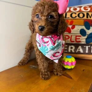 Contessa Miniature Poodle 01