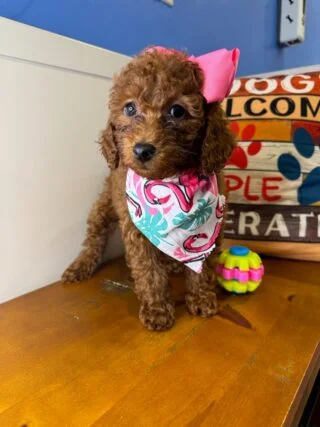 Contessa Miniature Poodle 01