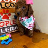 Contessa Miniature Poodle 02