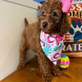 Contessa Miniature Poodle 03