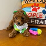 Cora Miniature Poodle 02