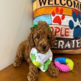 Cora Miniature Poodle 03