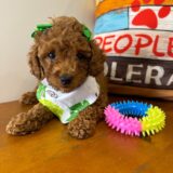 Cora Miniature Poodle 04