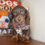 Cress Miniature Dachshund 03