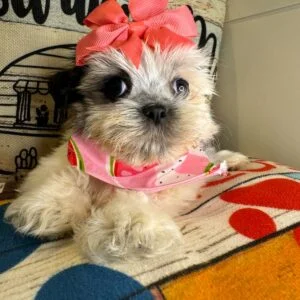 Danae Shih Tzu 01