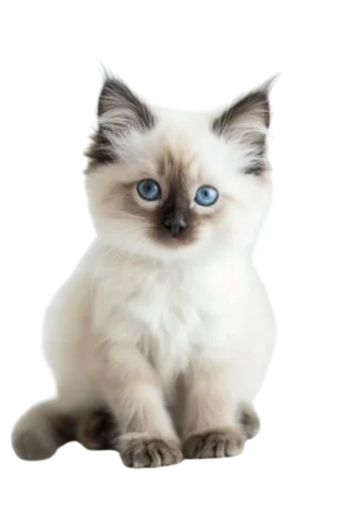 Ragdoll