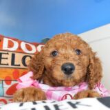 Diamond Goldendoodle 01