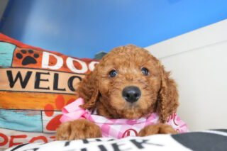 Diamond Goldendoodle 01