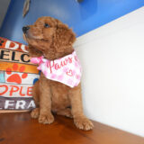 Diamond Goldendoodle 02