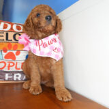 Diamond Goldendoodle 03