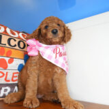 Diamond Goldendoodle 04