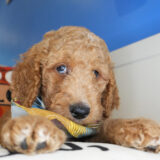 Dolomite Goldendoodle 01