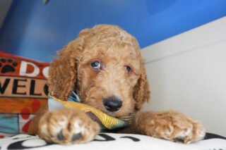 Dolomite Goldendoodle 01