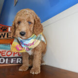 Dolomite Goldendoodle 02