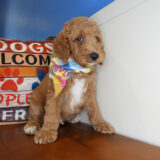 Dolomite Goldendoodle 03